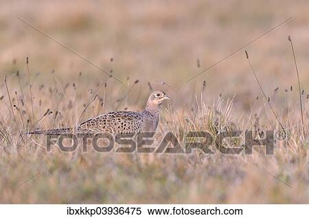 "Pheasant (Phasianus colchicus), pheasant hen on a meadow in autumn, Kujawy-Pomerania Province, Poland, Europe" View Large Photo Image Stock Photography - "Pheasant (Phasianus colchicus), pheasant hen on a meadow in autumn, Kujawy-Pomerania Province, Poland, Europe". Fotosearch