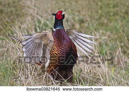 "Pheasant (Phasianus colchicus), flutter jump, Texel, The Netherlands, Europe" View Large Photo Image Stock Photography - "Pheasant (Phasianus colchicus), flutter jump, Texel, The Netherlands, Europe". Fotosearch