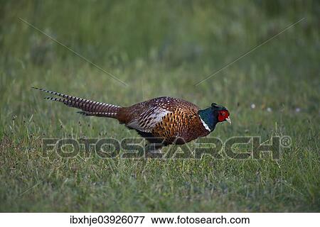 "Pheasant (Phasianus colchicus), Texel, West Frisian Islands, province of North Holland, Holland, The Netherlands, Europe" View Large Photo Image Stock Photo - "Pheasant (Phasianus colchicus), Texel, West Frisian Islands, province of North Holland, Holland, The Netherlands, Europe". Fotosearch