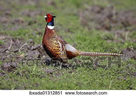 "Pheasant, Ring Pheasant (Phasianus colchicus), rooster standing in a field" View Large Photo Image Stock Image - "Pheasant, Ring Pheasant (Phasianus colchicus), rooster standing in a field". Fotosearch