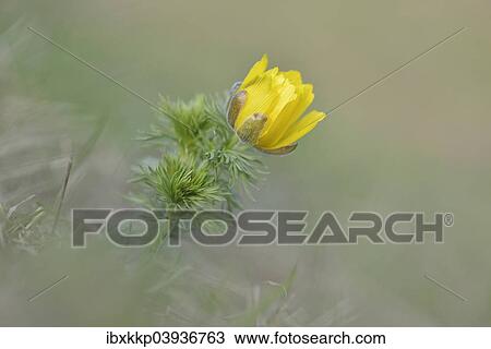 Stock Image - "Pheasant's eye (Adonis vernalis), Saxony-Anhalt, Germany, Europe". Fotosearch