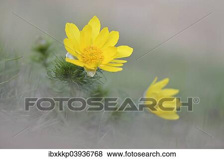 "Pheasant's eye (Adonis vernalis), Saxony-Anhalt, Germany, Europe" View Large Photo Image Stock Photo - "Pheasant's eye (Adonis vernalis), Saxony-Anhalt, Germany, Europe". Fotosearch