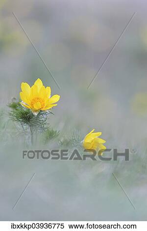 "Pheasant's eye (Adonis vernalis), Saxony-Anhalt, Germany, Europe" View Large Photo Image Stock Photography - "Pheasant's eye (Adonis vernalis), Saxony-Anhalt, Germany, Europe". Fotosearch