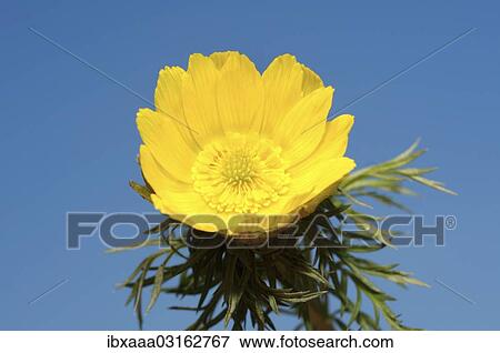 "Pheasant's eye, yellow pheasant's eye (Adonis vernalis), Odessa Oblast, Ukraine, Europe" View Large Photo Image Stock Photo - "Pheasant's eye, yellow pheasant's eye (Adonis vernalis), Odessa Oblast, Ukraine, Europe". Fotosearch