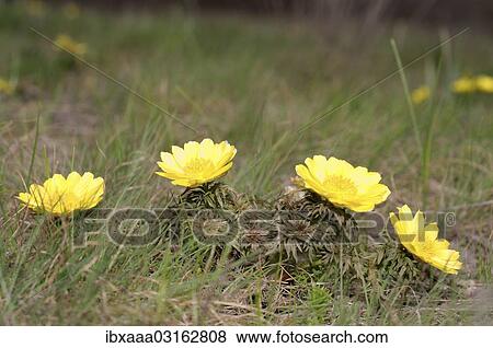 "Pheasant's eye, yellow pheasant's eye (Adonis vernalis), Odessa Oblast, Ukraine, Europe" View Large Photo Image Stock Photo - "Pheasant's eye, yellow pheasant's eye (Adonis vernalis), Odessa Oblast, Ukraine, Europe". Fotosearch