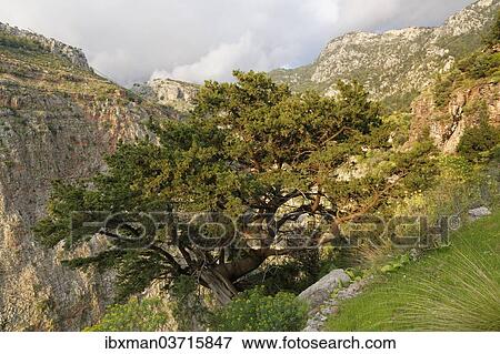 "Phoenicean Juniper or Arar (Juniperus phoenicea), growing in Butterfly Valley or Kelebek Vadisi, Lycian coast, near Faralya, Mugla Province, Aegean region, Turkey, Asia" View Large Photo Image Stock Photo - "Phoenicean Juniper or Arar (Juniperus phoenicea), growing in Butterfly Valley or Kelebek Vadisi, Lycian coast, near Faralya, Mugla Province, Aegean region, Turkey, Asia". Fotosearch