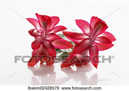 Stock Photo - Phyllocactus flowers. Fotosearch