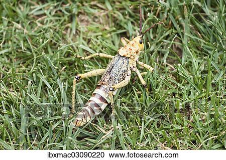 "Phymateus Grasshopper (Phymateus morbillosus) in the grass, Namibia, Africa" View Large Photo Image Stock Image - "Phymateus Grasshopper (Phymateus morbillosus) in the grass, Namibia, Africa". Fotosearch