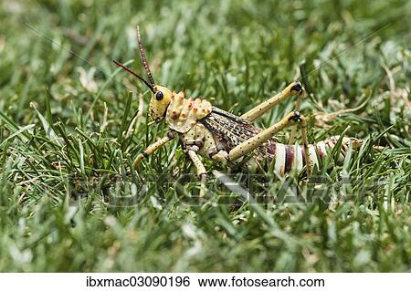 "Phymateus Grasshopper (Phymateus morbillosus) in the grass, Namibia, Africa" View Large Photo Image Stock Photograph - "Phymateus Grasshopper (Phymateus morbillosus) in the grass, Namibia, Africa". Fotosearch