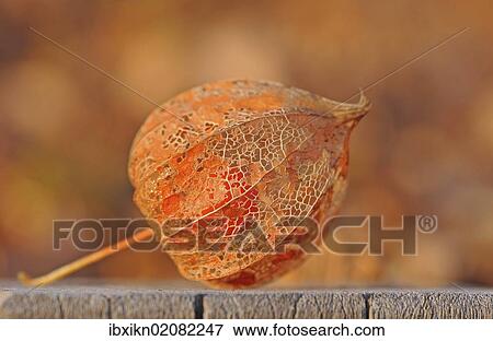 "Physalis, Cape gooseberry, Inca or Aztec berry (Physalis peruviana)" View Large Photo Image Stock Photo - "Physalis, Cape gooseberry, Inca or Aztec berry (Physalis peruviana)". Fotosearch