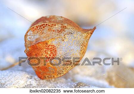 "Physalis, Cape gooseberry, Inca or Aztec berry (Physalis peruviana)" View Large Photo Image Stock Photography - "Physalis, Cape gooseberry, Inca or Aztec berry (Physalis peruviana)". Fotosearch