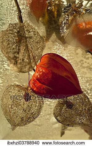 Stock Image - Physalis. Fotosearch