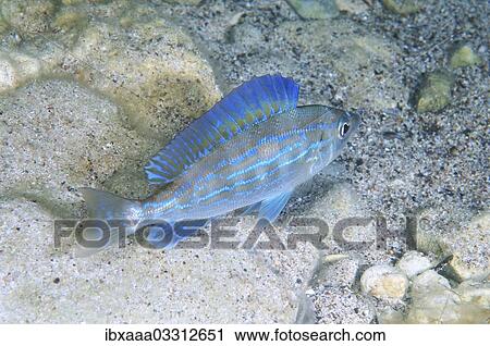 "Picarel (Spicara smaris), Black Sea, Crimea, Crimea, Ukraine, Europe" View Large Photo Image Stock Image - "Picarel (Spicara smaris), Black Sea, Crimea, Crimea, Ukraine, Europe". Fotosearch