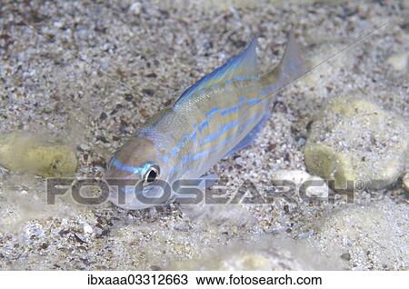 "Picarel (Spicara smaris), Black Sea, Crimea, Ukraine, Europe" View Large Photo Image Stock Image - "Picarel (Spicara smaris), Black Sea, Crimea, Ukraine, Europe". Fotosearch