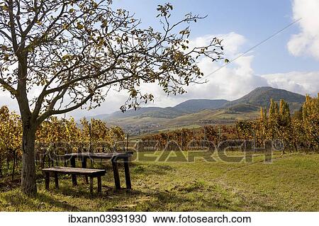"Picnic spot under a walnut tree, vineyards, Siebeldingen, Southern Wine Route, Southern Palatinate, Palatinate, Rhineland-Palatinate, Germany Country" View Large Photo Image Stock Image - "Picnic spot under a walnut tree, vineyards, Siebeldingen, Southern Wine Route, Southern Palatinate, Palatinate, Rhineland-Palatinate, Germany Country". Fotosearch
