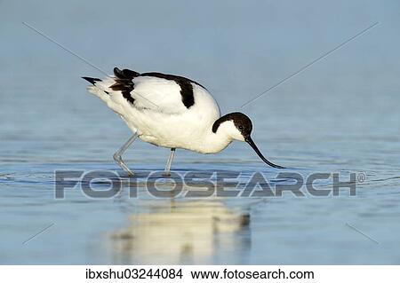 Picture - "Pied Avocet (Recurvirostra avosetta) foraging for food, Oosterend, Oosterend, Texel, West Frisian Islands, province of North Holland, The Netherlands, Europe". Fotosearch