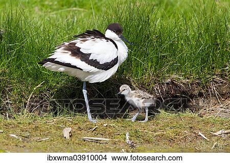 "Pied Avocet (Recurvirostra avosetta) with chick, Texel, province of North Holland, The Netherlands, Europe" View Large Photo Image Picture - "Pied Avocet (Recurvirostra avosetta) with chick, Texel, province of North Holland, The Netherlands, Europe". Fotosearch