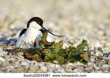 Stock Image - "Pied Avocet (Recurvirostra avosetta) sitting on a nest, Oosterend, Texel, West Frisian Islands, province of North Holland, The Netherlands, Europe". Fotosearch