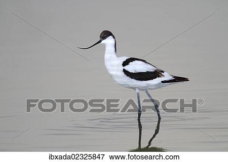 "Pied Avocet (Recurvirostra avosetta), standing in shallow water, Apetlon, Lake Neusiedl, Burgenland, Austria, Europe" View Large Photo Image Stock Photo - "Pied Avocet (Recurvirostra avosetta), standing in shallow water, Apetlon, Lake Neusiedl, Burgenland, Austria, Europe". Fotosearch