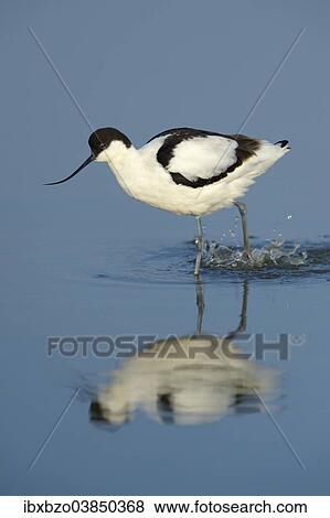 Stock Photo - "Pied Avocet (Recurvirostra avosetta), foraging for food, Wagejot Nature Reserve, Texel, West Frisian Islands, province of North Holland, Netherlands". Fotosearch