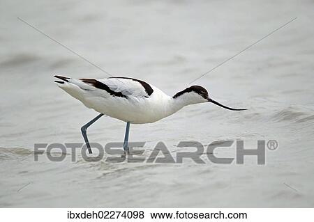 Stock Photo - "Pied avocet (Recurvirostra avosetta), Burgenland, Austria, Europe". Fotosearch