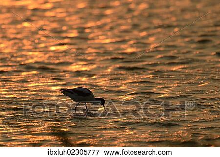 Stock Photo - "Pied Avocet (Recurvirostra avosetta), against the light at sunset, standing in water, Texel, The Netherlands, Europe". Fotosearch