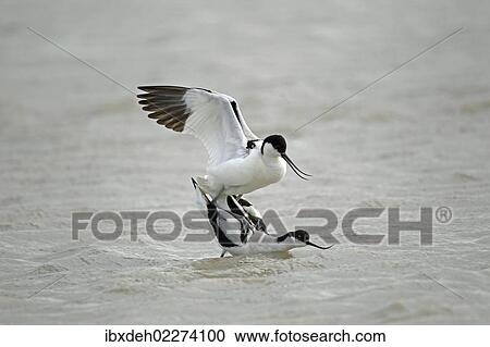 "Pied avocets (Recurvirostra avosetta), mating in the water, Burgenland, Austria, Europe" View Large Photo Image Stock Image - "Pied avocets (Recurvirostra avosetta), mating in the water, Burgenland, Austria, Europe". Fotosearch