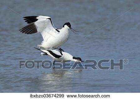 "Pied Avocets (Recurvirostra avosetta), mating, Wagejot nature reserve, Texel, West Frisian Islands, province of North Holland, The Netherlands, Europe" View Large Photo Image Stock Photo - "Pied Avocets (Recurvirostra avosetta), mating, Wagejot nature reserve, Texel, West Frisian Islands, province of North Holland, The Netherlands, Europe". Fotosearch