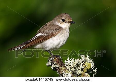 Stock Photo - "Pied flycatcher (Ficedula hypoleuca), male sitting on a moss-covered branch". Fotosearch