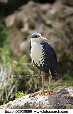 Stock Photo - "Pied Heron (Ardea picata), adult, captive, Australia, Oceania". Fotosearch