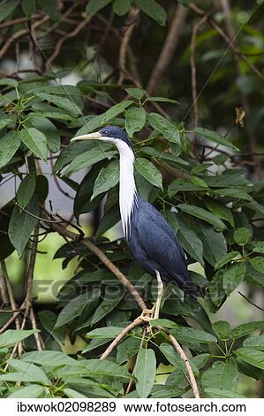 Stock Photo - "Pied Heron (Egretta Picata), Queensland, Australia, Oceania". Fotosearch