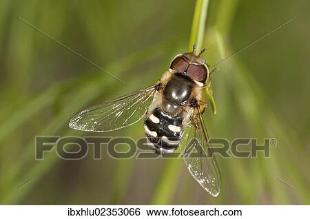 "Pied Hoverfly (Scaera pyrastri), males, Untergroeningen, Baden-Wuerttemberg, Germany, Europe" View Large Photo Image Stock Photograph - "Pied Hoverfly (Scaera pyrastri), males, Untergroeningen, Baden-Wuerttemberg, Germany, Europe". Fotosearch