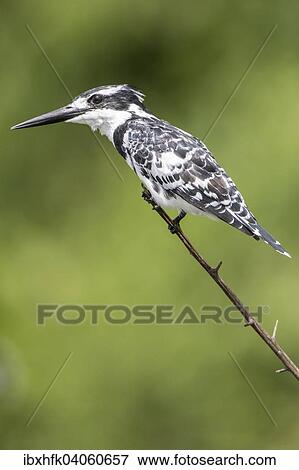"Pied Kingfisher (Ceryle rudis), Queen Elizabeth National Park, Uganda, Africa" View Large Photo Image Stock Photo - "Pied Kingfisher (Ceryle rudis), Queen Elizabeth National Park, Uganda, Africa". Fotosearch