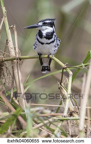 Stock Photography - "Pied Kingfisher (Ceryle rudis), Queen Elizabeth National Park, Uganda, Africa". Fotosearch