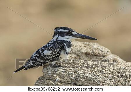 "Pied Kingfisher (Ceryle rudis), Chambal River, Rajasthan, India, Asia" View Large Photo Image Stock Image - "Pied Kingfisher (Ceryle rudis), Chambal River, Rajasthan, India, Asia". Fotosearch