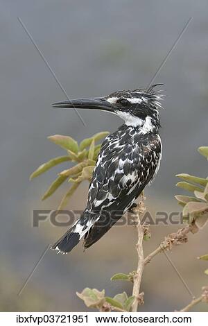 "Pied Kingfisher (Ceryle rudis), Serengeti, Tanzania, Africa" View Large Photo Image Stock Image - "Pied Kingfisher (Ceryle rudis), Serengeti, Tanzania, Africa". Fotosearch