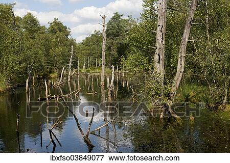 "Pietzmoor, Luneburg Heath Nature Reserve, Schneverdingen, Lower Saxony, Germany, Europe" View Large Photo Image Stock Photo - "Pietzmoor, Luneburg Heath Nature Reserve, Schneverdingen, Lower Saxony, Germany, Europe". Fotosearch