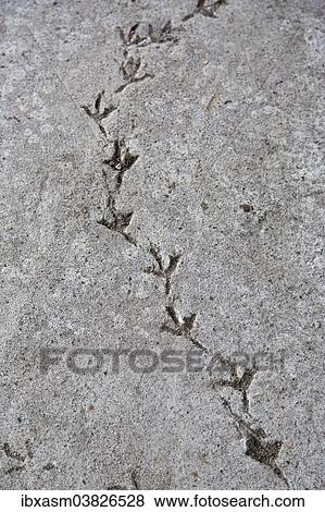 "Pigeons tracks in a concrete road, Chiang Mai, Chiang Mai province, Thailand, Asia" View Large Photo Image Stock Photo - "Pigeons tracks in a concrete road, Chiang Mai, Chiang Mai province, Thailand, Asia". Fotosearch