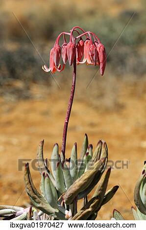 "Pig's Ear or Round-leafed Navel-wort (Cotyledon orbiculata), Goegap Nature Reserve, Namaqualand, South Africa, Africa" View Large Photo Image Stock Photo - "Pig's Ear or Round-leafed Navel-wort (Cotyledon orbiculata), Goegap Nature Reserve, Namaqualand, South Africa, Africa". Fotosearch