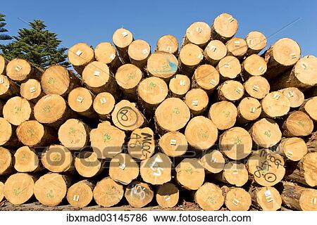 "Pile of logs in a wood factory, Tauranga, Bay of Plenty, New Zealand, Oceania" View Large Photo Image Stock Photograph - "Pile of logs in a wood factory, Tauranga, Bay of Plenty, New Zealand, Oceania". Fotosearch