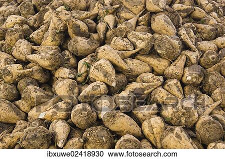 Stock Image - Pile of sugar beet in a field. Fotosearch