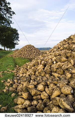 Pile of sugar beet in a field View Large Photo Image Stock Photo - Pile of sugar beet in a field. Fotosearch
