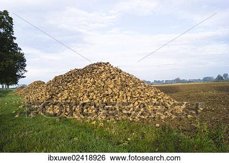 Stock Photograph - Pile of sugar beet in a field. Fotosearch