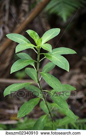 "Pilo (Coprosma ochracea), Volcano Village, Big Island, Hawaii, USA" View Large Photo Image Stock Image - "Pilo (Coprosma ochracea), Volcano Village, Big Island, Hawaii, USA". Fotosearch