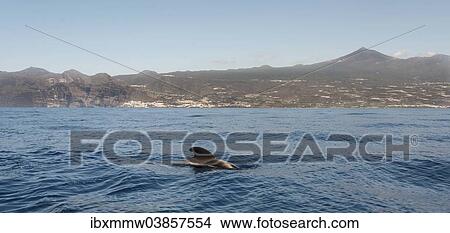 Picture - "Pilot Whale (Globicephala) emerging from water, off Tenerife, Mt Teide at the back, Tenerife, Canary Islands, Spain, Europe". Fotosearch