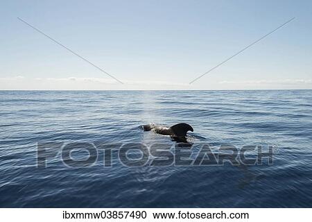 "Pilot Whale (Globicephala) emerging from water, Canary Islands, Spain, Europe" View Large Photo Image Stock Image - "Pilot Whale (Globicephala) emerging from water, Canary Islands, Spain, Europe". Fotosearch