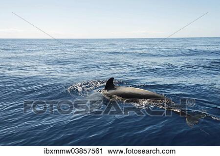 "Pilot Whale (Globicephala) emerging from water, Canary Islands, Spain, Europe" View Large Photo Image Stock Image - "Pilot Whale (Globicephala) emerging from water, Canary Islands, Spain, Europe". Fotosearch