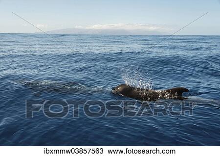 "Pilot Whale (Globicephala) emerging from water, La Palma at the back, Canary Islands, Spain, Europe" View Large Photo Image Stock Image - "Pilot Whale (Globicephala) emerging from water, La Palma at the back, Canary Islands, Spain, Europe". Fotosearch