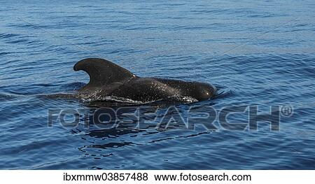 "Pilot Whale (Globicephala) emerging from water, Canary Islands, Spain, Europe" View Large Photo Image Stock Photo - "Pilot Whale (Globicephala) emerging from water, Canary Islands, Spain, Europe". Fotosearch