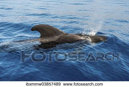 "Pilot Whale (Globicephala) emerging from water, Canary Islands, Spain, Europe" View Large Photo Image Stock Photo - "Pilot Whale (Globicephala) emerging from water, Canary Islands, Spain, Europe". Fotosearch
